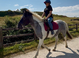 13.2 4yr old mare