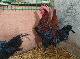 Cockerels various age and breeds