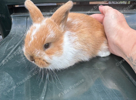 Baby Bunny's ready now