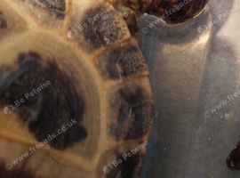 2 year old Horsefield Tortoise