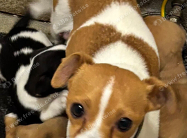 Jack Russell puppie