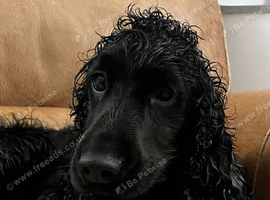 Gorgeous Cocker Spaniel Puppies &ndash; Ready Now