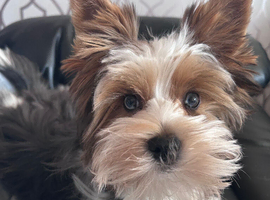 Simba needs an understanding home