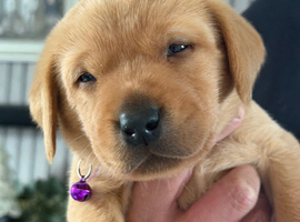 Two Labradors retriever puppies