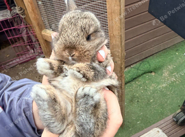 Mini lop babies