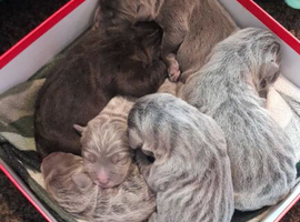 Puppies for sale