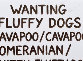 WANTING A COCKAPOO/CAVAPOO/shih Tzu/POMERANIAN️