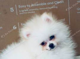 Stunning White Pom Girl for Sale