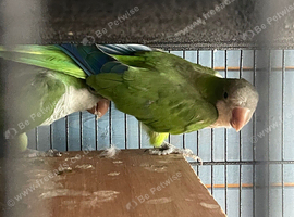Green Quaker(Monk parakeet)