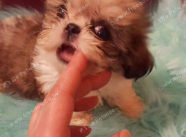 Shih tzu small girl