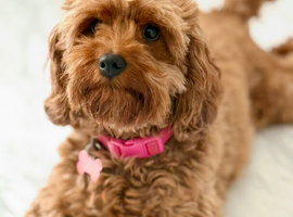 Beautiful 4 year old Cavapoo looking for forever home
