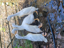 ****PUREBRED WHITE INDIAN RUNNERS****