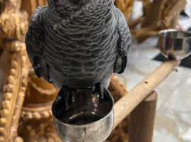 African grey baby