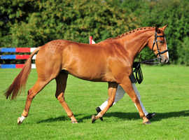 KMS Equestrian - Enlightened Equitation Teacher
