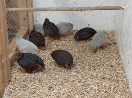 Quail for sale