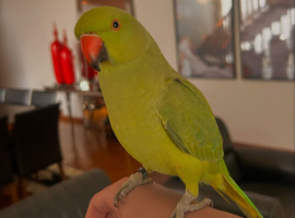 Semi tame baby green ringneck