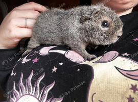 Teddy Boars