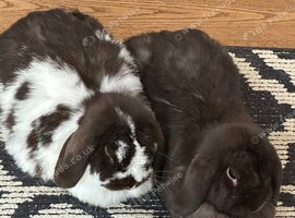 Gorgeous free mini lop brothers