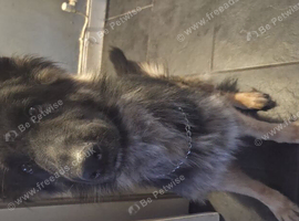 Female german shepard named stella