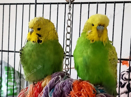 2 Budgies looking for their forever home
