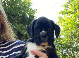 KC Registered Boxer Puppies