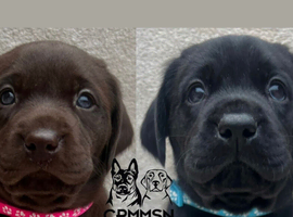 Outstanding, Health Tested, KC Registered, Labrador Puppies