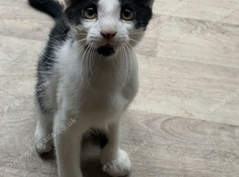 Loving playful kittens