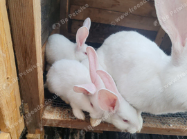 Male continental giant babies white