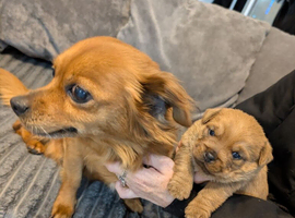 Chihuahua cross shih Tzu puppy