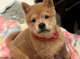 Chows ready and reduced !!