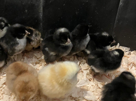 Rainbow chicks