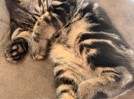 12 week old kittens