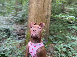 Chocolate girl