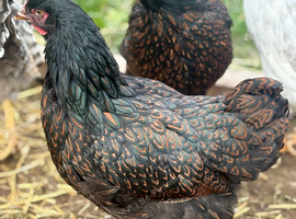 Double gold laced barnevelder pullets