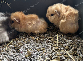 Guinea pigs