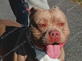 Pocket Bully ABKC registered proven stud
