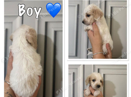 Beautiful Cockapoo Puppies Looking for Loving Homes!