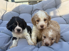 Cockaztu puppies