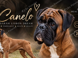 KC REG PROVEN 0 HEART SCORE BOXER STUD