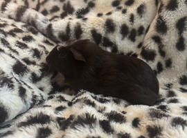 Male guinea pigs