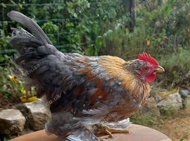 Mixed Breed Bantam Cockerels