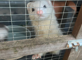 Baby kits/ ferrets available soon