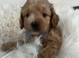 Absolutely outstanding maltipoo puppies