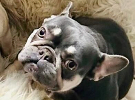 French bulldog