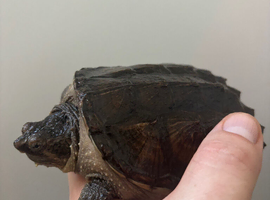Common snapping turtle