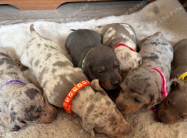 Beautiful Miniature Dachshunds
