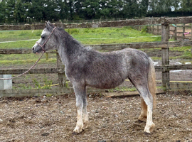 Shetland x welsh filly