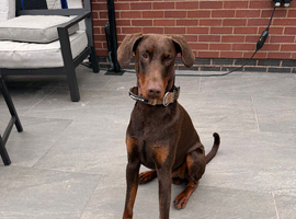 Beautiful 1 year old  kc Registered Doberman