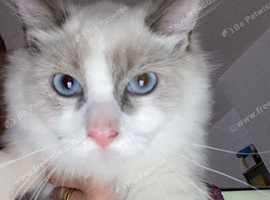Beautiful ragdoll