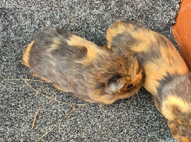 Guinea pig boars